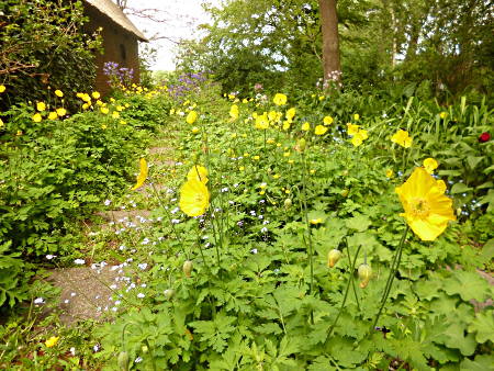 Der gelbe Scheinmohn in voller Blüte
