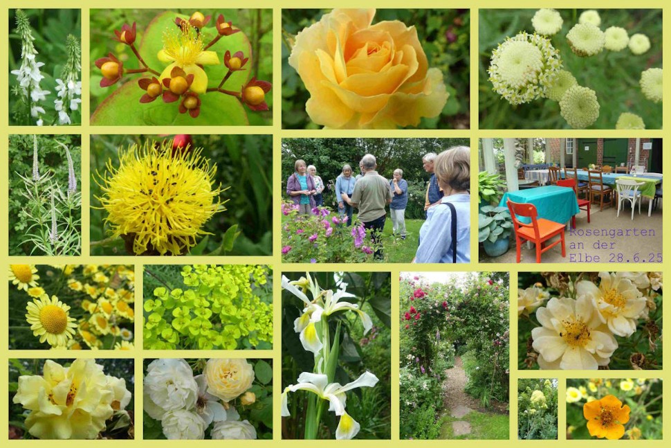 verschiedene Blumen im Rosengarten an der Elbe
